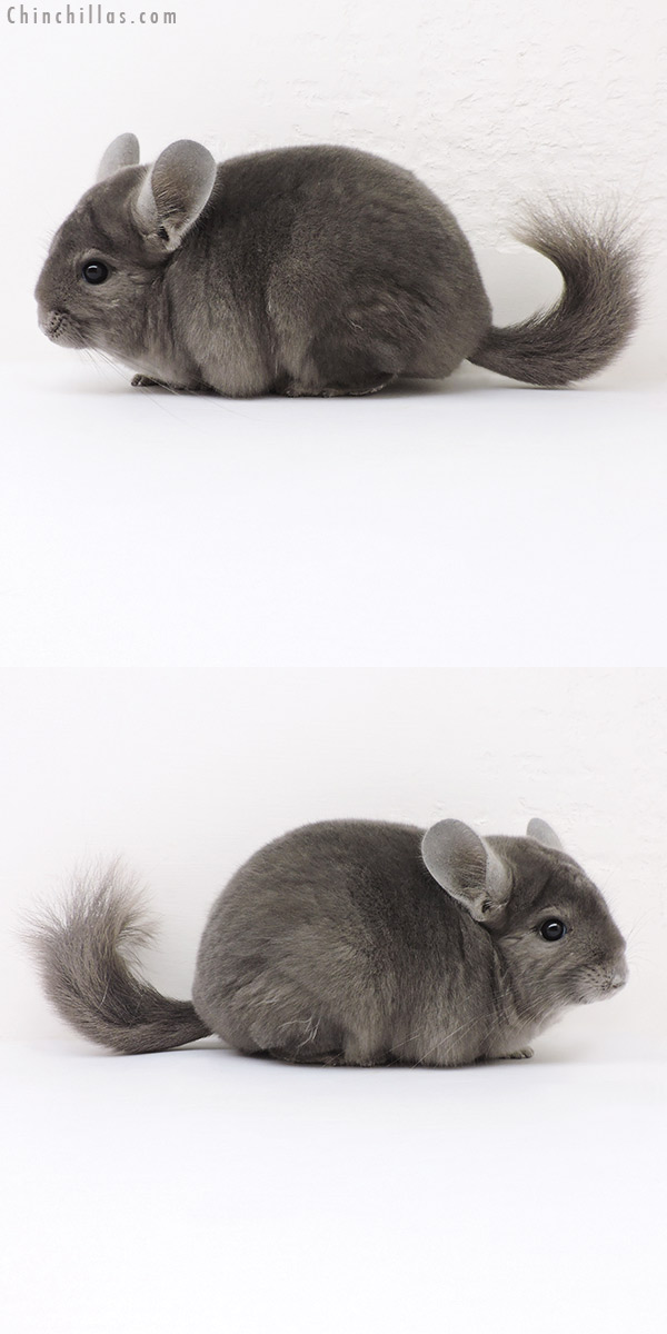 16298 Premium Production Quality Wrap Around Violet Female Chinchilla