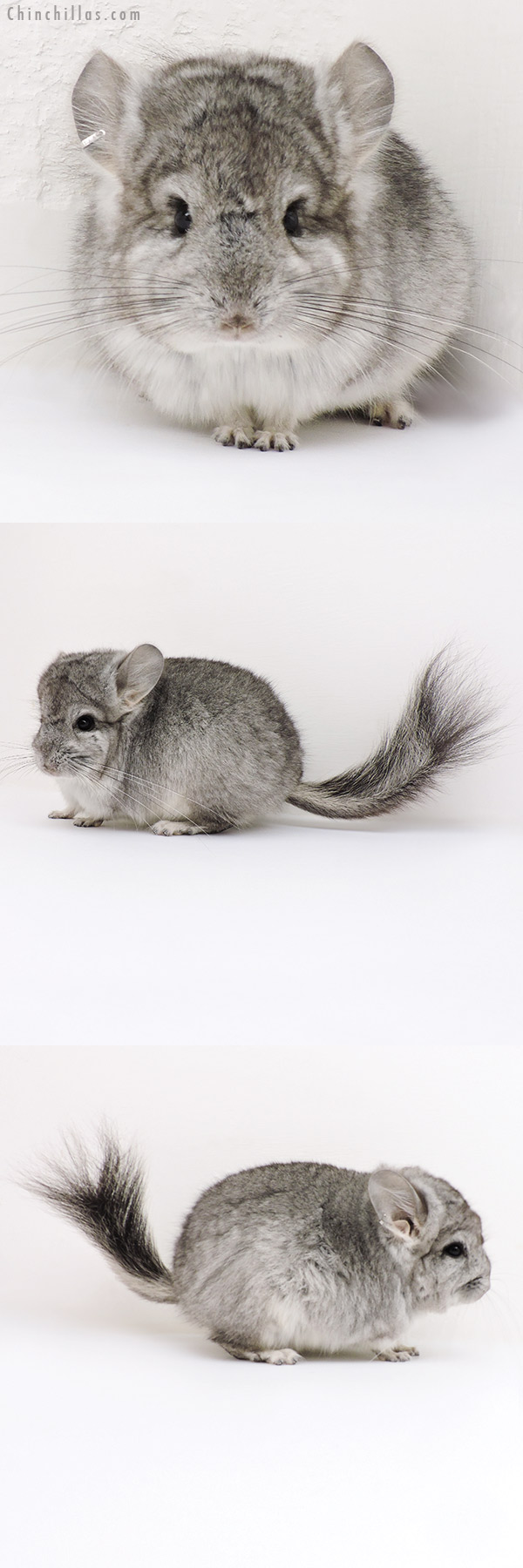 16288 Standard  Royal Persian Angora Male Chinchilla