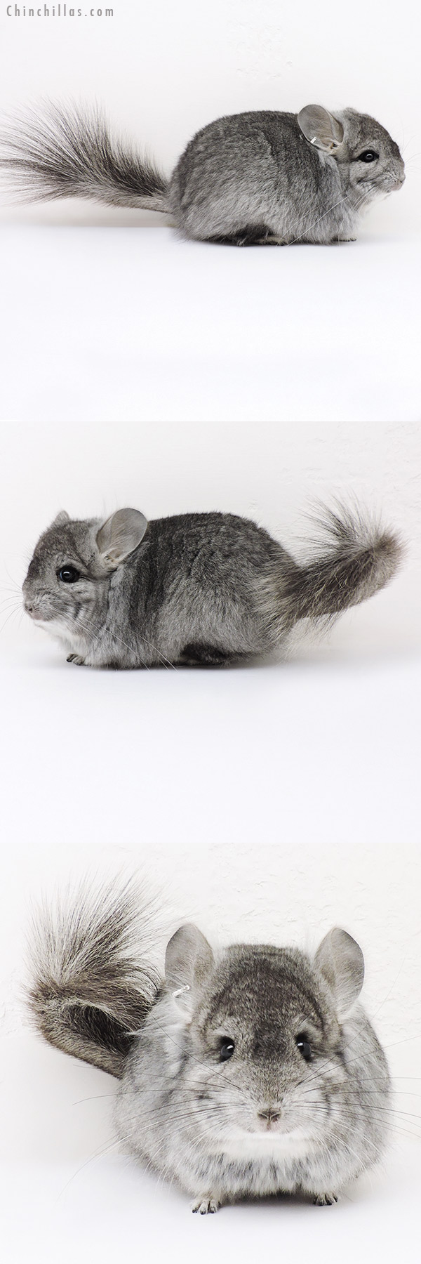 16290 Standard  Royal Persian Angora Male Chinchilla