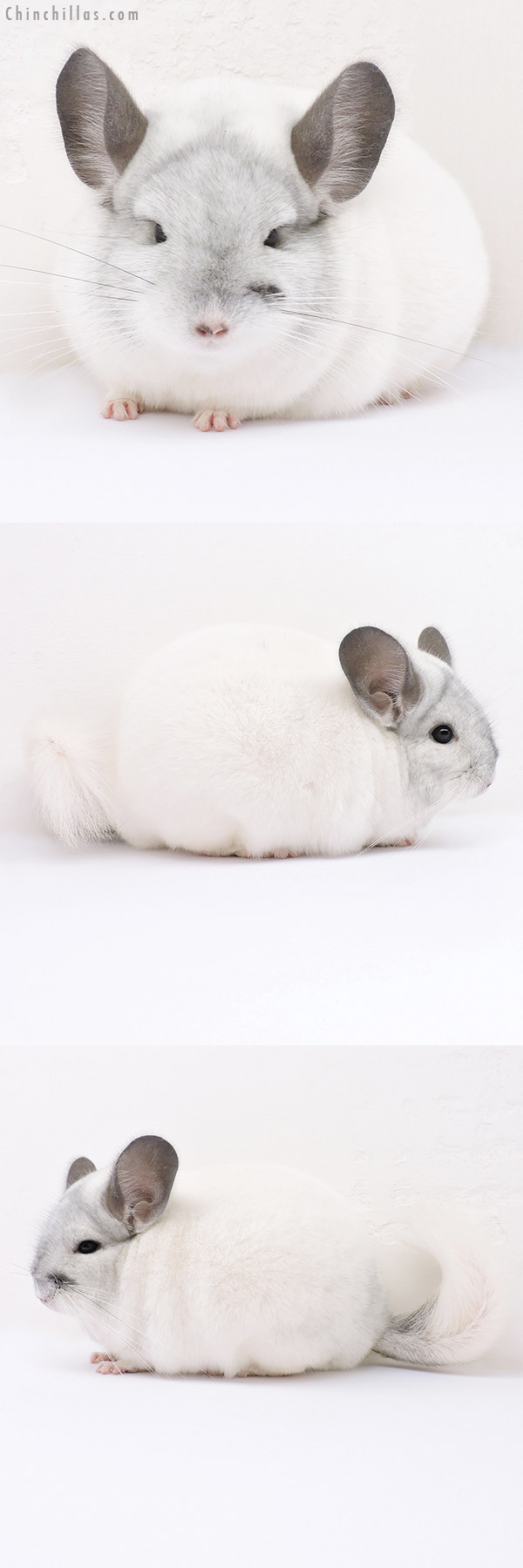 16314 Herd Improvement Quality White Mosaic Male Chinchilla