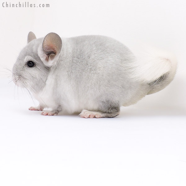 16311 Show Quality Violet & White Mosaic Female Chinchilla