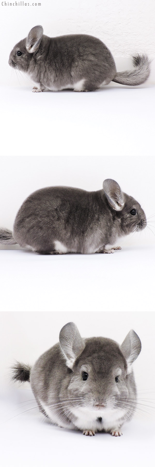 16312 Premium Production Quality Violet Female Chinchilla