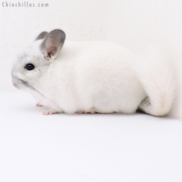 16321 Show Quality Predominantly White Female Chinchilla