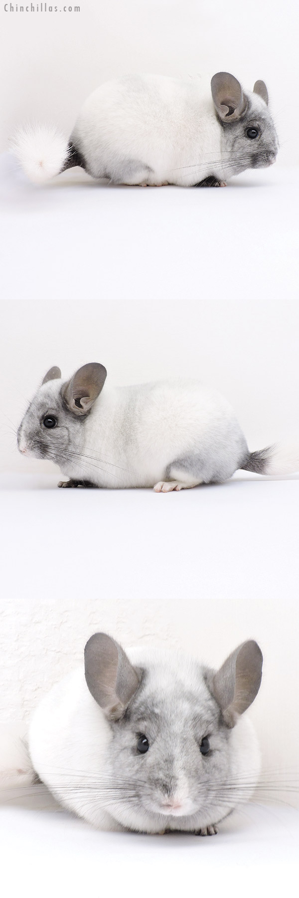 16322 Show Quality Ebony & White Mosaic Female Chinchilla