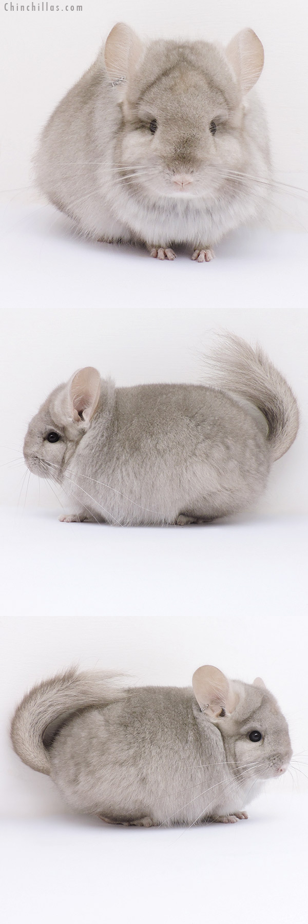 16316 Beige ( Ebony Carrier )  Royal Persian Angora Female Chinchilla