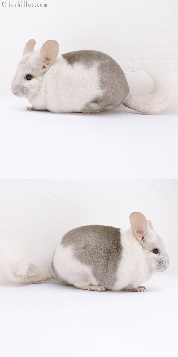 16320 Premium Production Quality Extreme Beige & White Mosaic Female Chinchilla