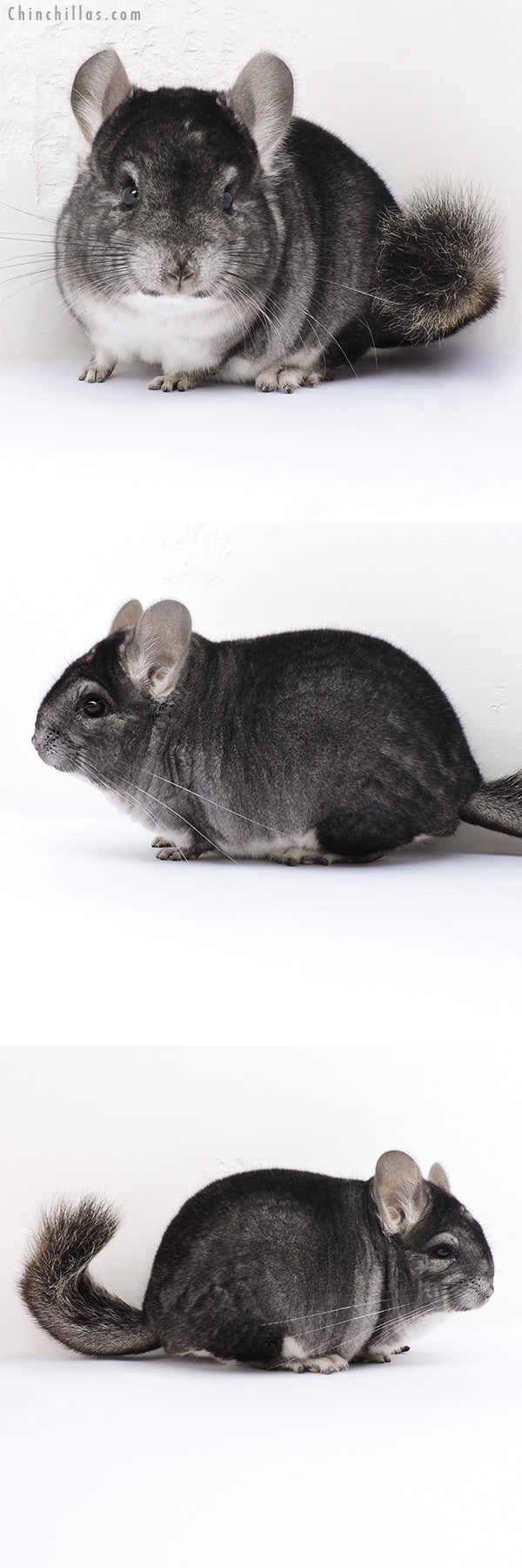 16328 Brevi Type Show Quality Standard Male Chinchilla