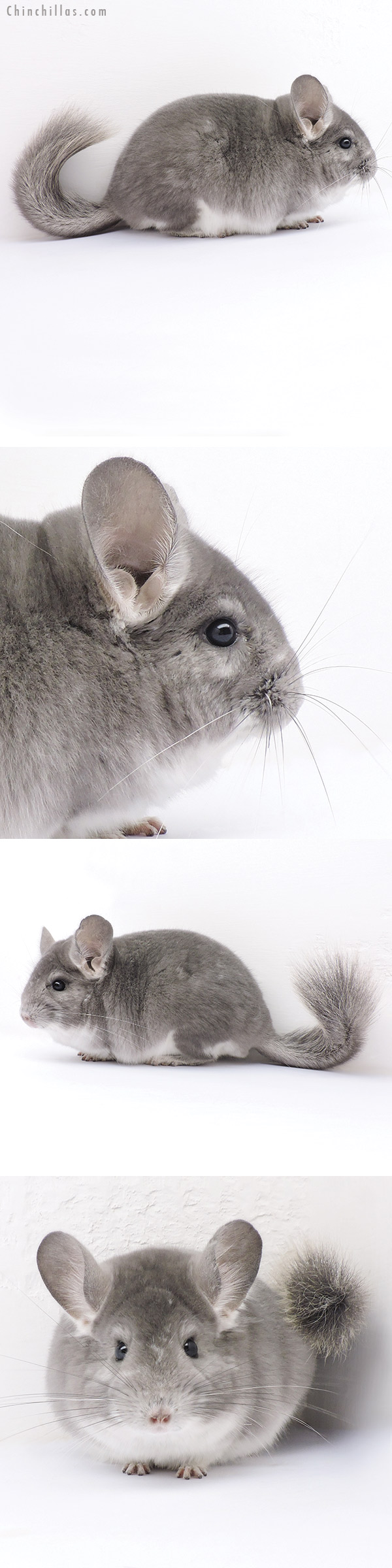 16330 Violet Fading White Male Chinchilla