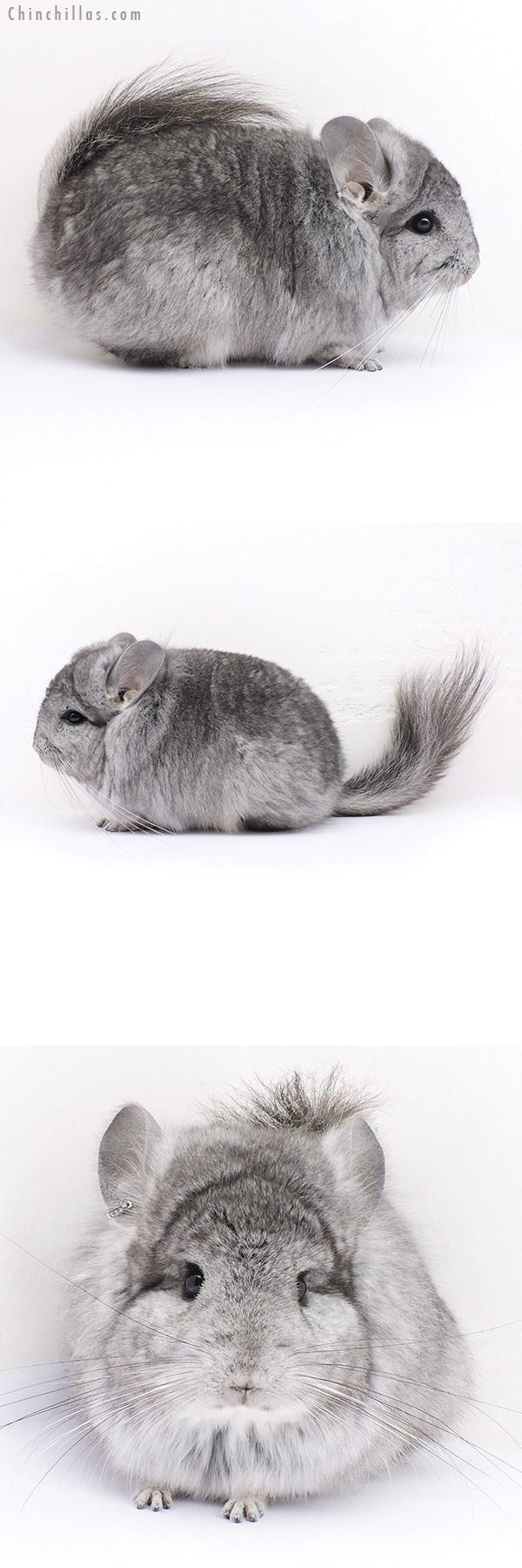 16326 Standard  Royal Persian Angora Male Chinchilla