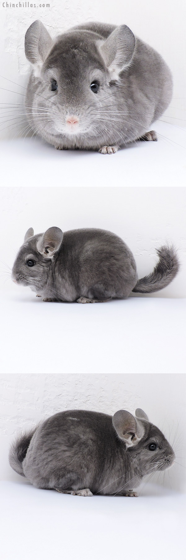 16351 Top Show Quality Wrap Around Violet Male Chinchilla