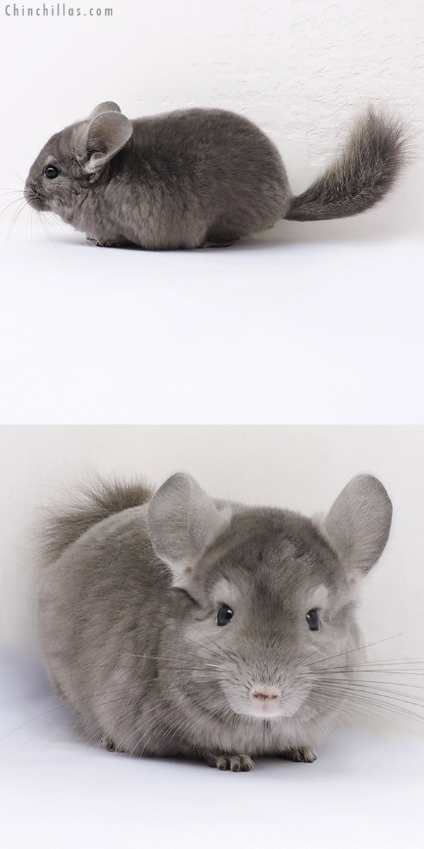 16325 Show Quality Wrap Around Violet Male Chinchilla