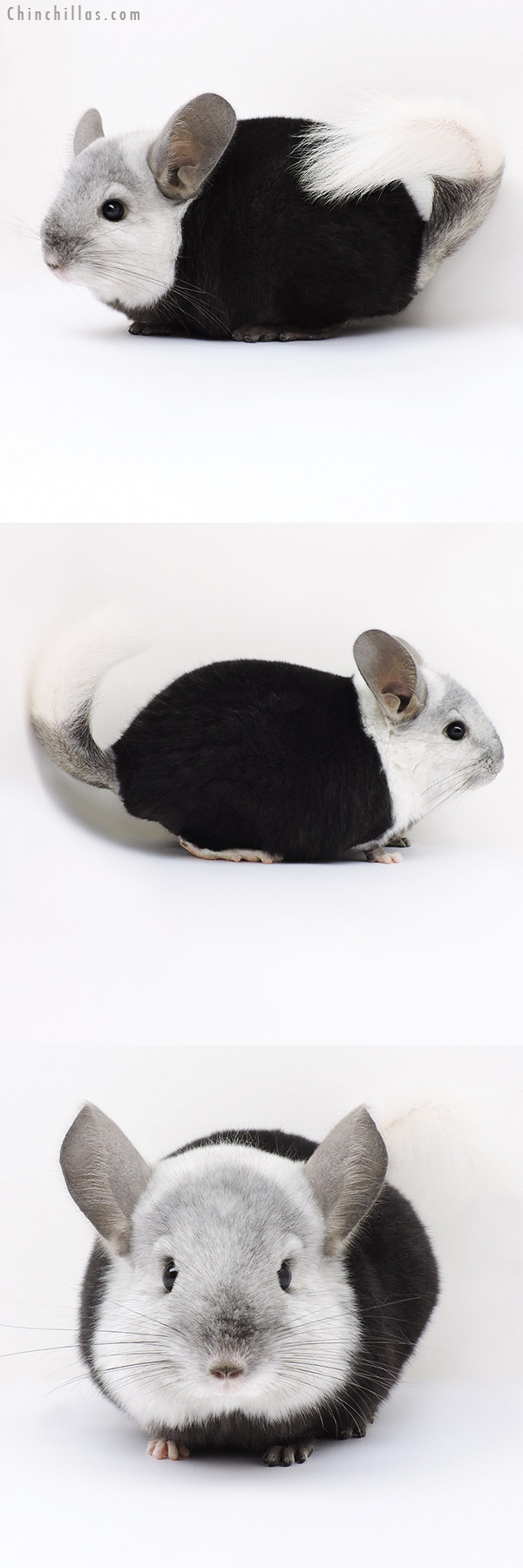 16366 Extreme Ebony & White Mosaic ( Locken Carrier ) Male Chinchilla