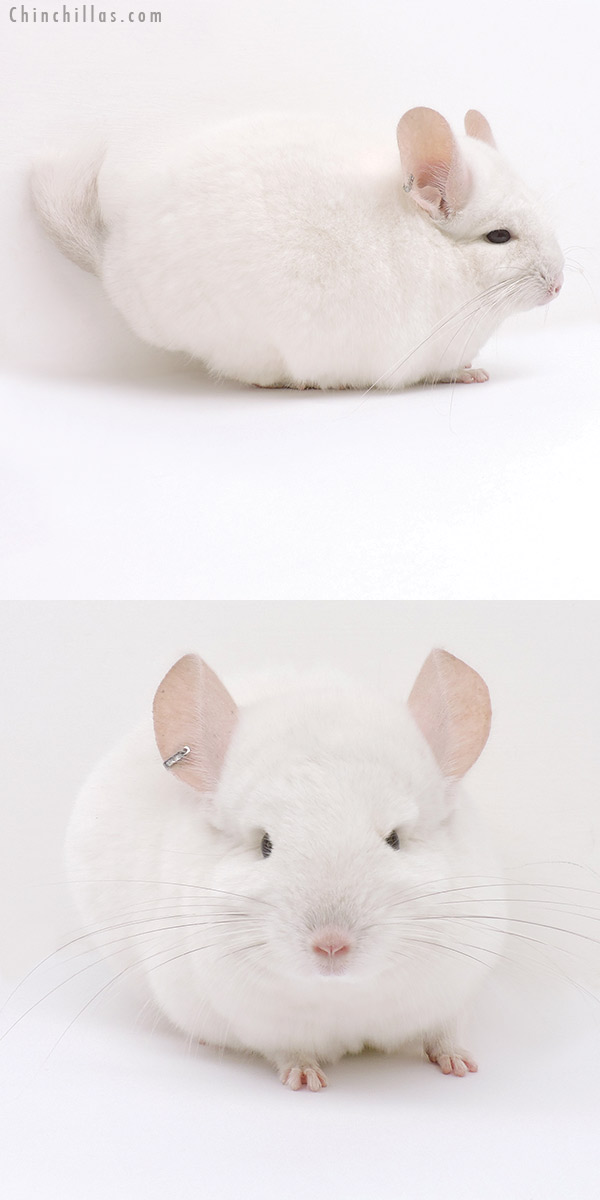 16363 Pink White (  Royal Persian Angora Carrier ) Male Chinchilla