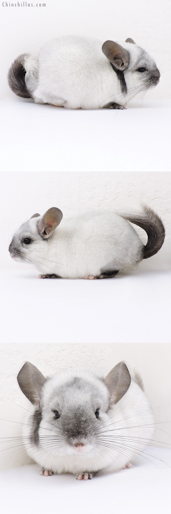 16357 Ebony & White Mosaic ( Locken Carrier ) Female Chinchilla