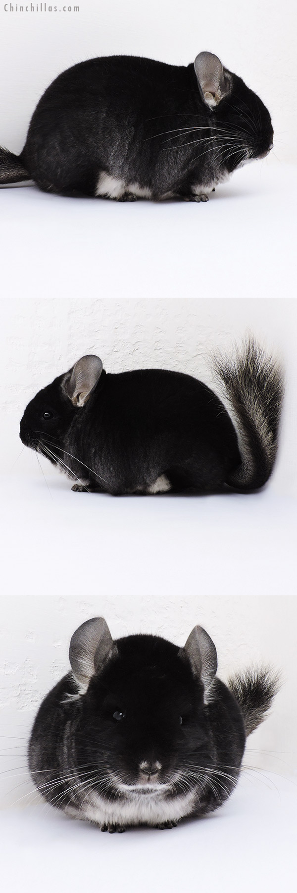 16355 Large Blocky Brevi Type Black Velvet Female Chinchilla