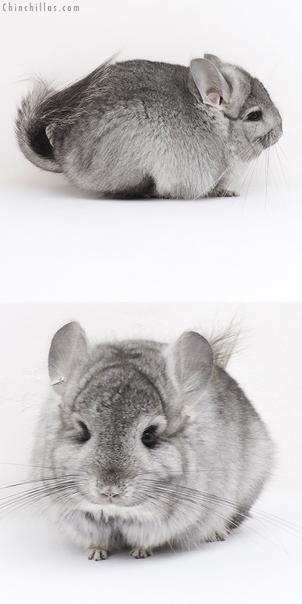 16364 Standard ( Ebony Carrier )  Royal Persian Angora Male Chinchilla