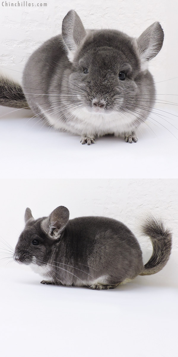 16353 Premium Production Quality TOV Violet Female Chinchilla