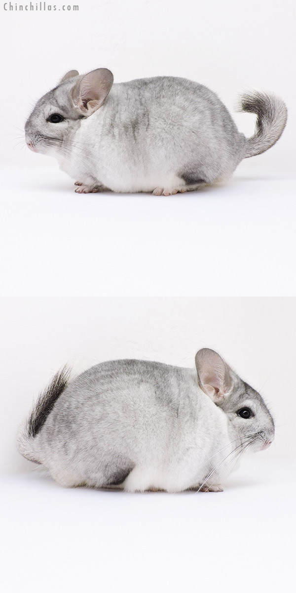 16361 Large Blocky Show Quality Silver Mosaic Female Chinchilla