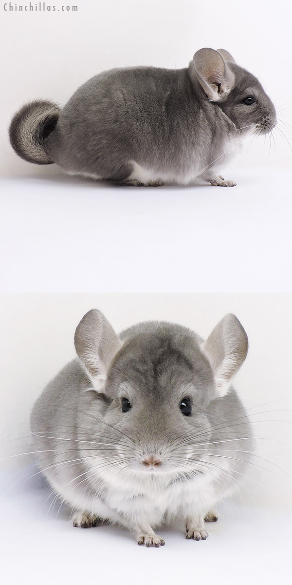 16359 Large Herd Improvement Quality Violet Male Chinchilla