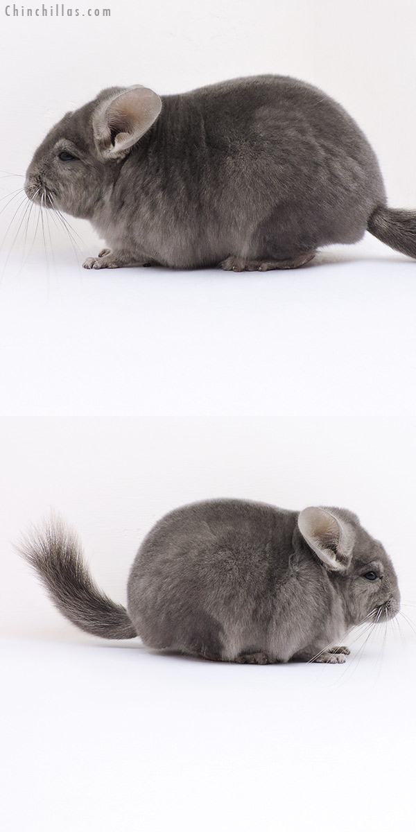16362 Top Show Quality Wrap Around Violet Male Chinchilla