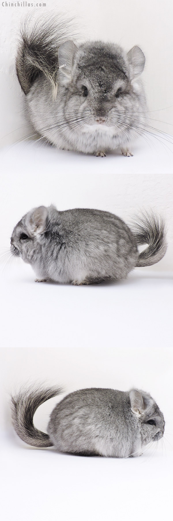 16318 Standard ( Violet Carrier )  Royal Persian Angora Female Chinchilla