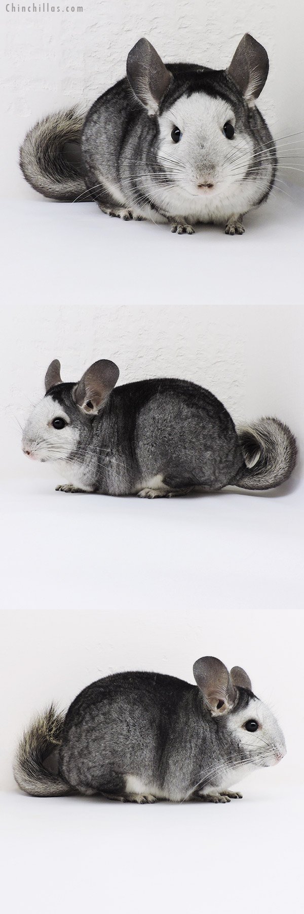 17001 Extreme 'Reverse Mosaic' Female Chinchilla