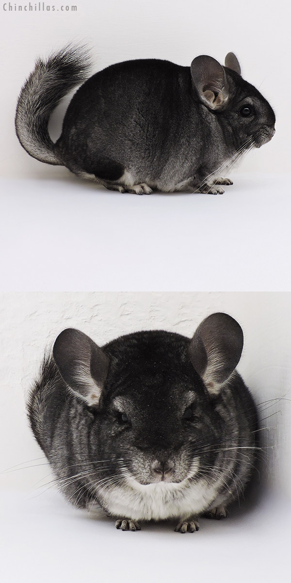 17002 Blocky Show Quality Standard Female Chinchilla