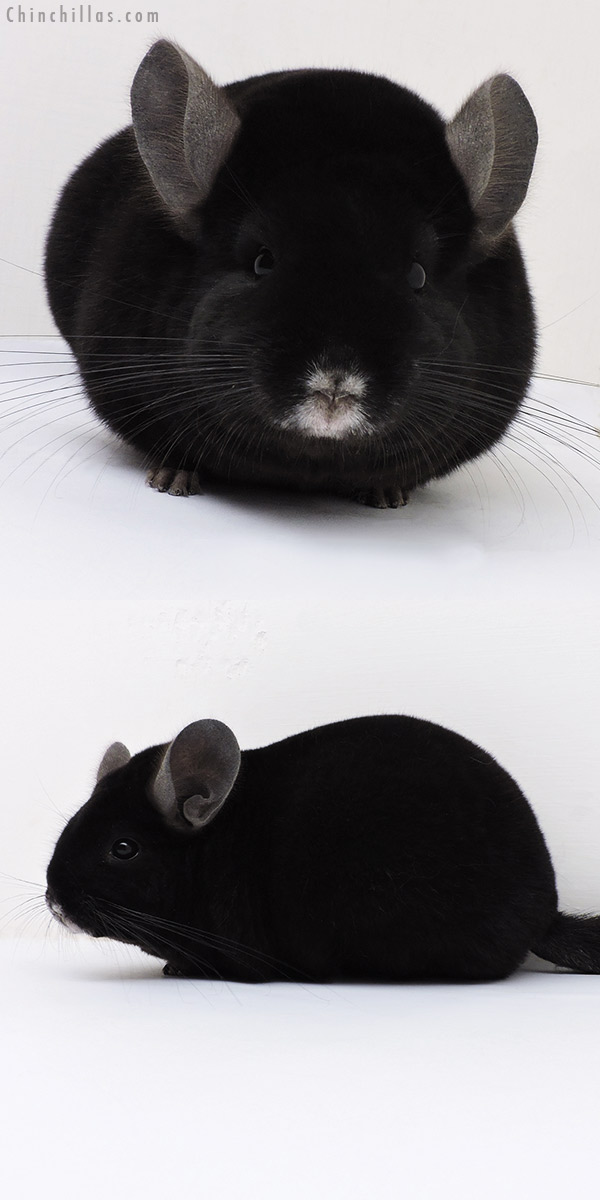 17015 Premium Production Quality Ebony Female Chinchilla