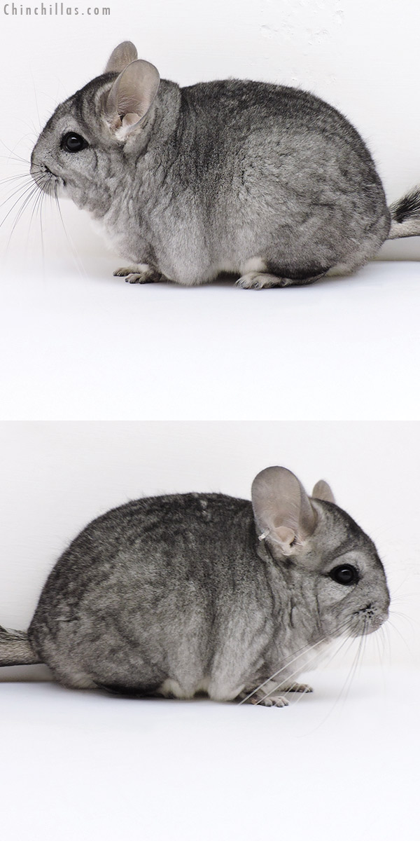 17011 Standard (  Royal Persian Angora & Violet Carrier ) Female Chinchilla