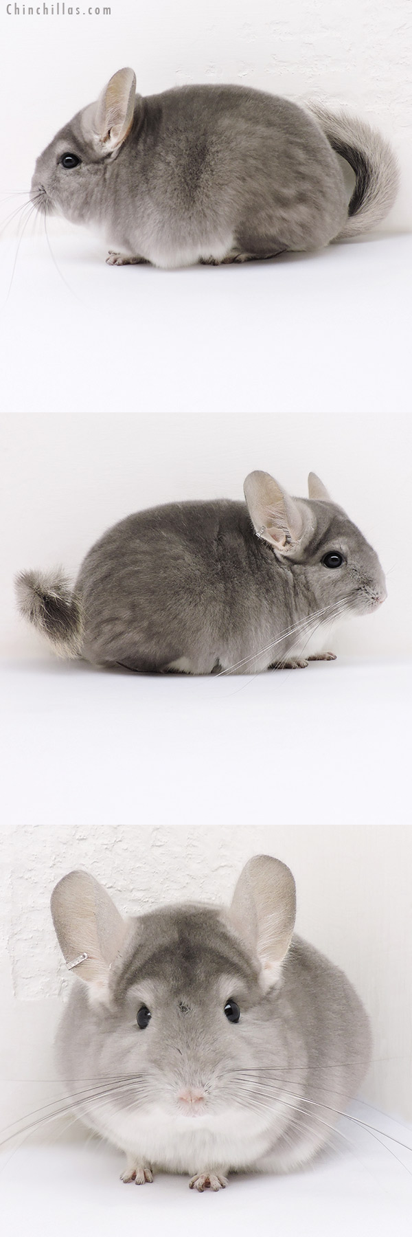 17014 Violet (  Royal Persian Angora Carrier ) Female Chinchilla