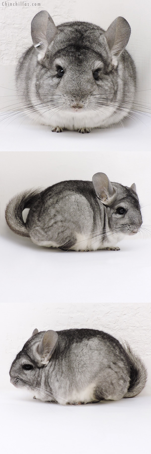 17013 Blocky Standard (  Royal Persian Angora & Violet Carrier ) Female Chinchilla