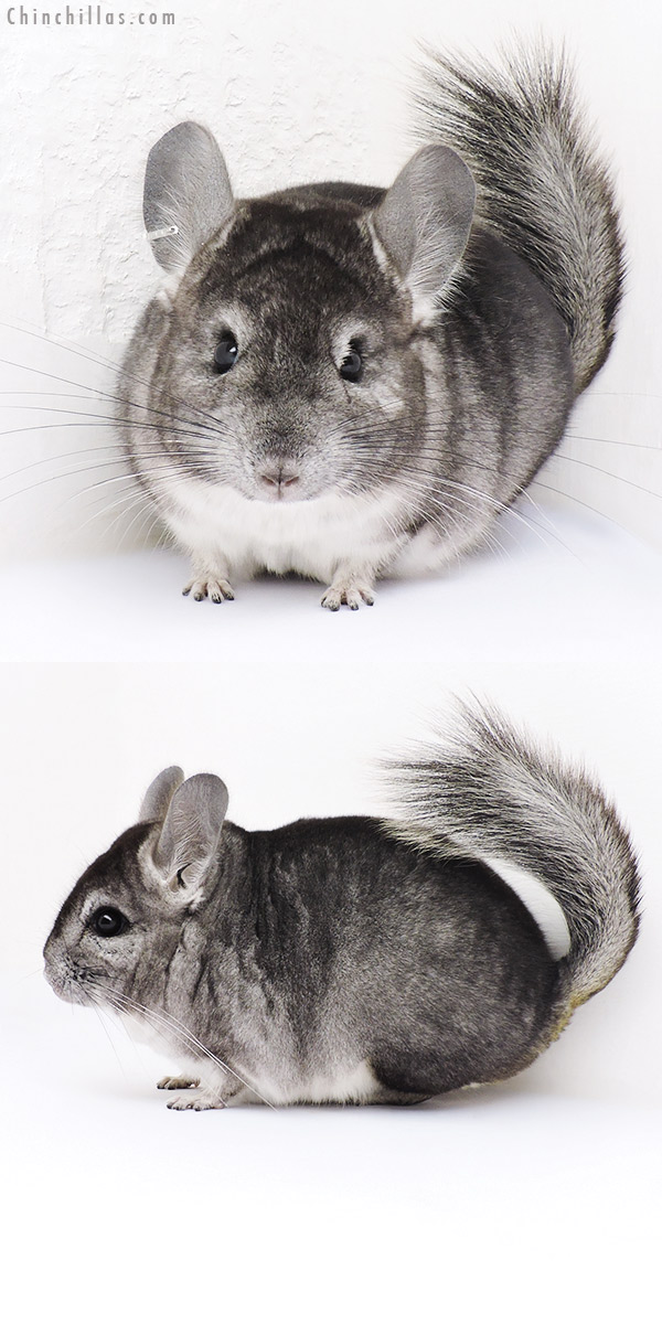 16324 Standard (  Royal Persian Angora Carrier ) Male Chinchilla