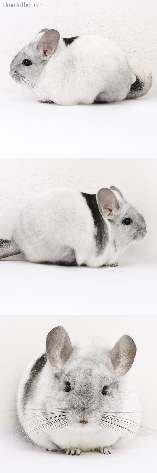 17021 Large Blocky Premium Production Quality Unique White Mosaic Female Chinchilla