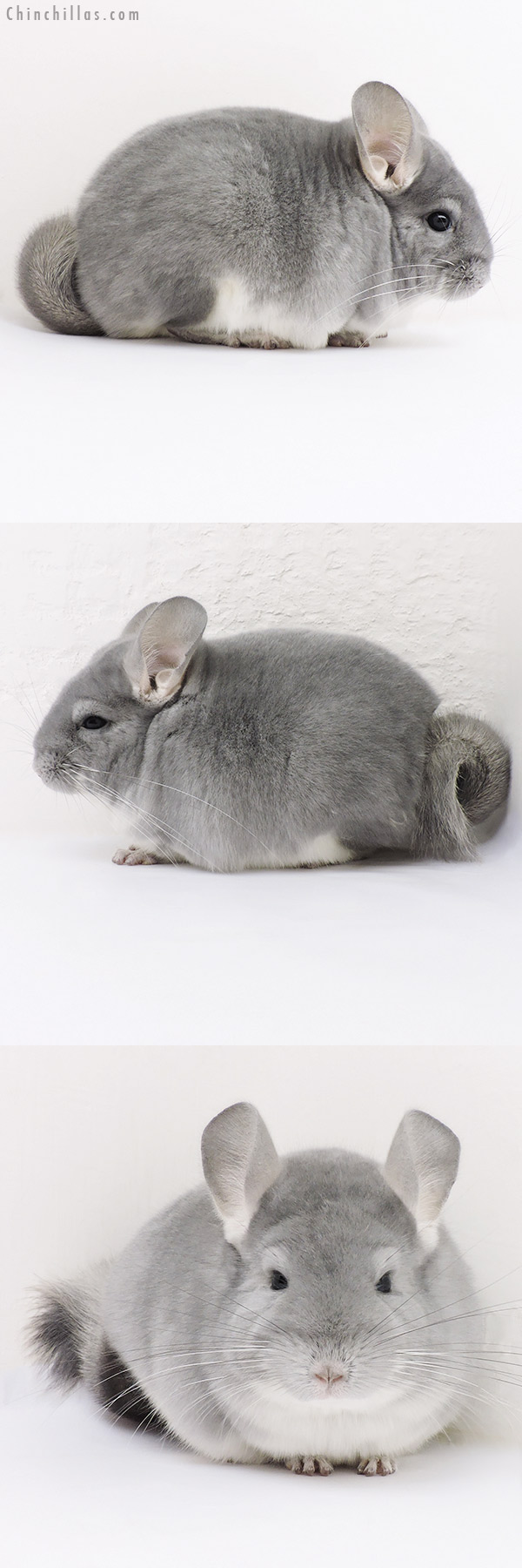 17027 Premium Production Quality Blue Diamond Female Chinchilla