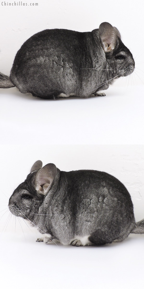 Chinchilla or related item offered for sale or export on Chinchillas.com - 17018 Blocky Premium Production Quality Standard Female Chinchilla