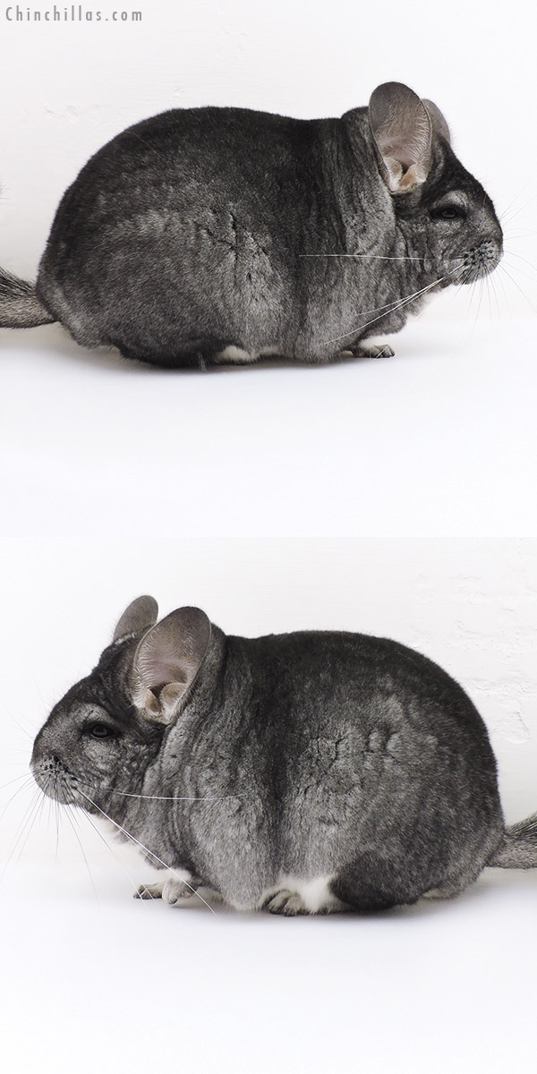 17018 Blocky Premium Production Quality Standard Female Chinchilla