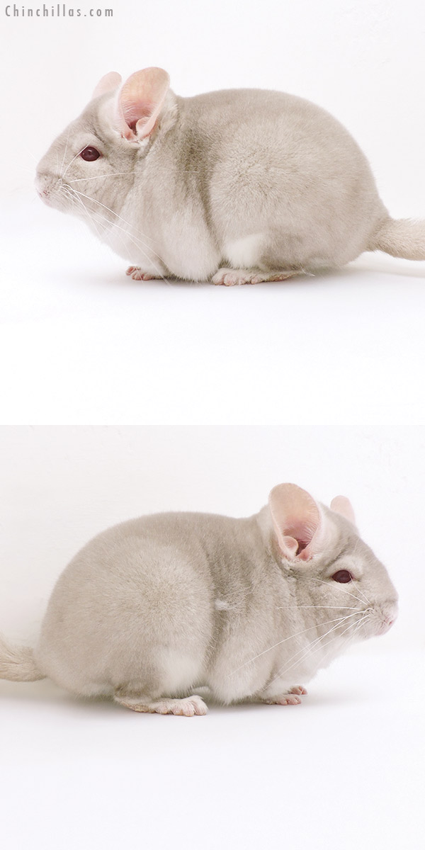 17022 Large Blocky Phase Champion Homo Beige Female Chinchilla