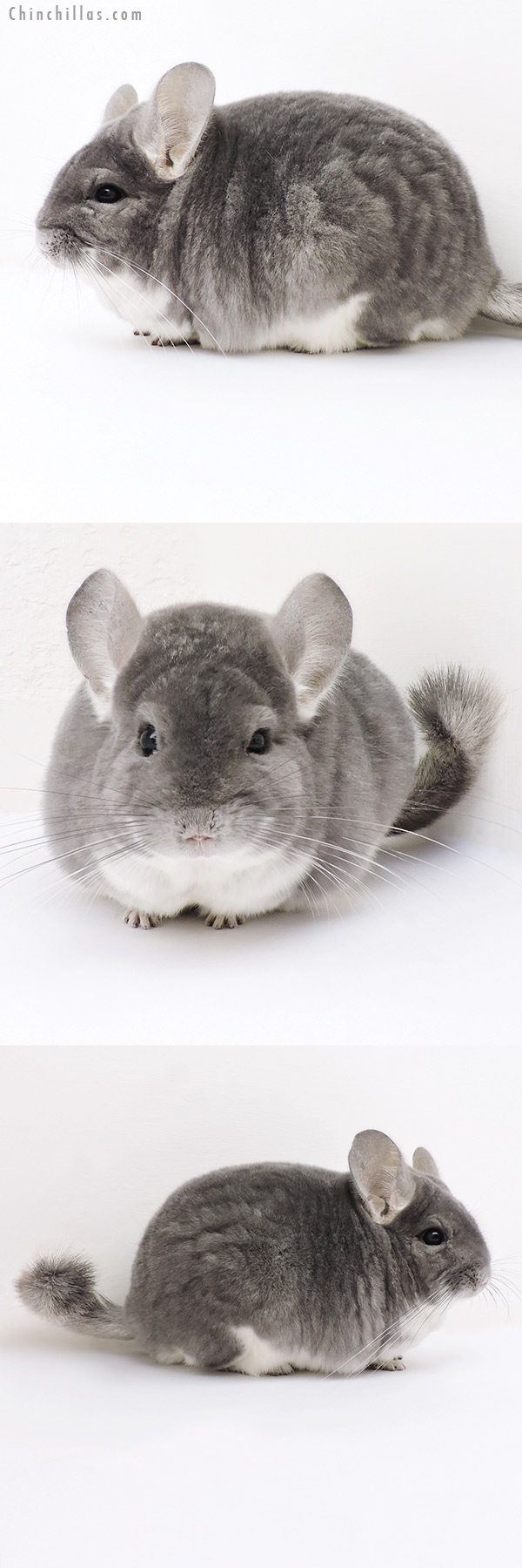 17020 Large Blocky Premium Production Quality Violet Female Chinchilla