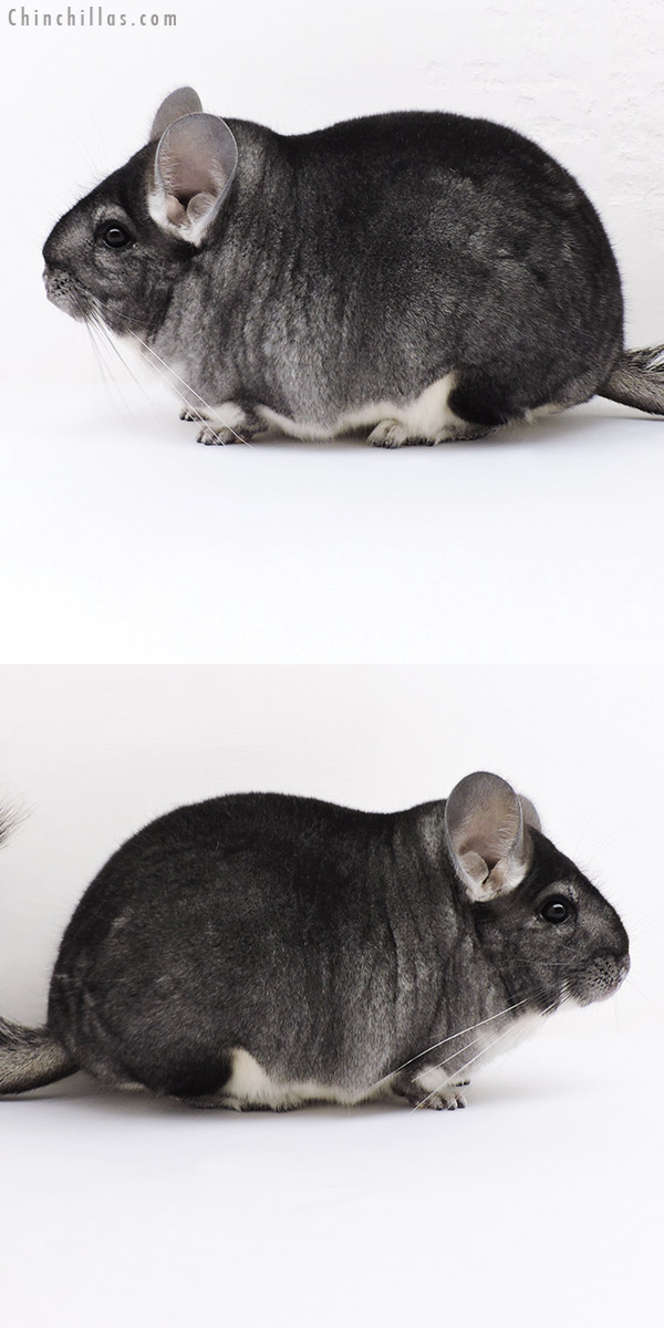 17016 Extra Large Blocky Premium Production Quality Standard Female Chinchilla