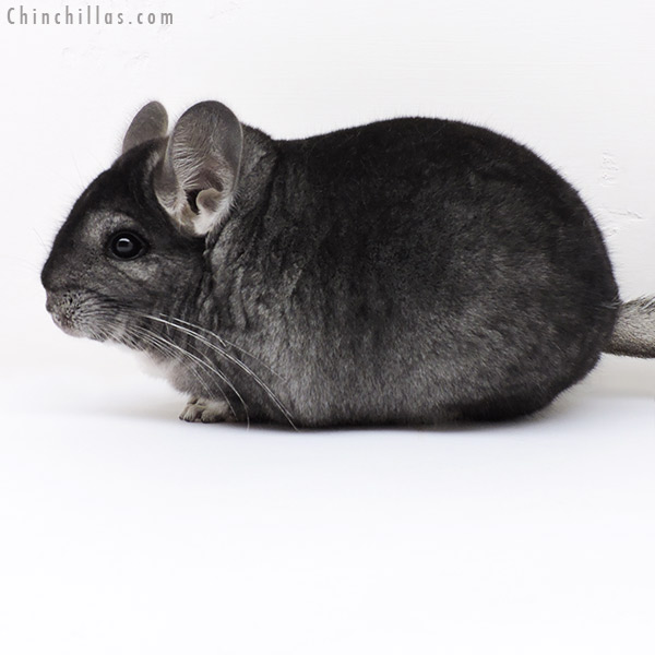 17019 Large Blocky Premium Production Quality Standard Female Chinchilla