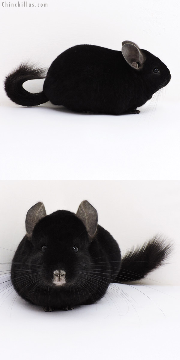 17023 Large Premium Production Quality Ebony Female Chinchilla