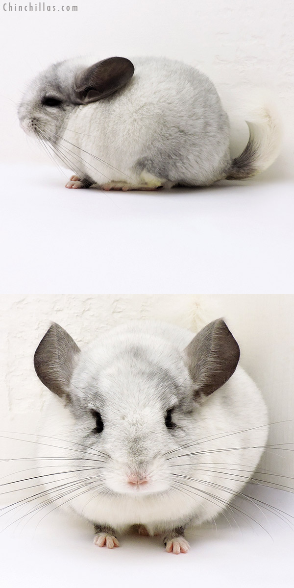 17005 White Mosaic ( Ebony & Locken Carrier ) Female Chinchilla