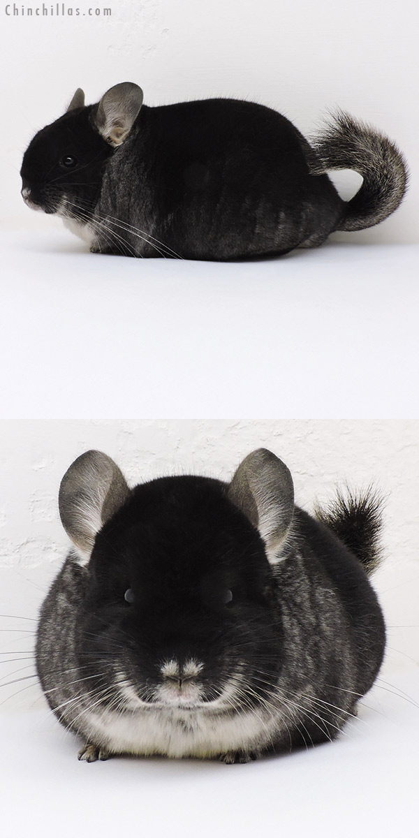 17026 Large Brevi Type Show Quality Black Velvet Female Chinchilla