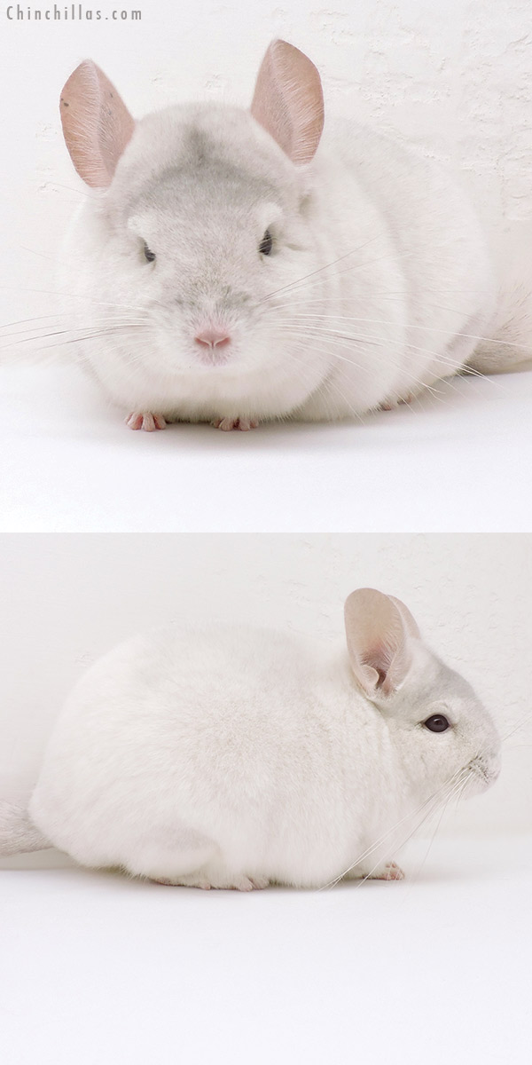 17017 Show Quality Pink White Female Chinchilla