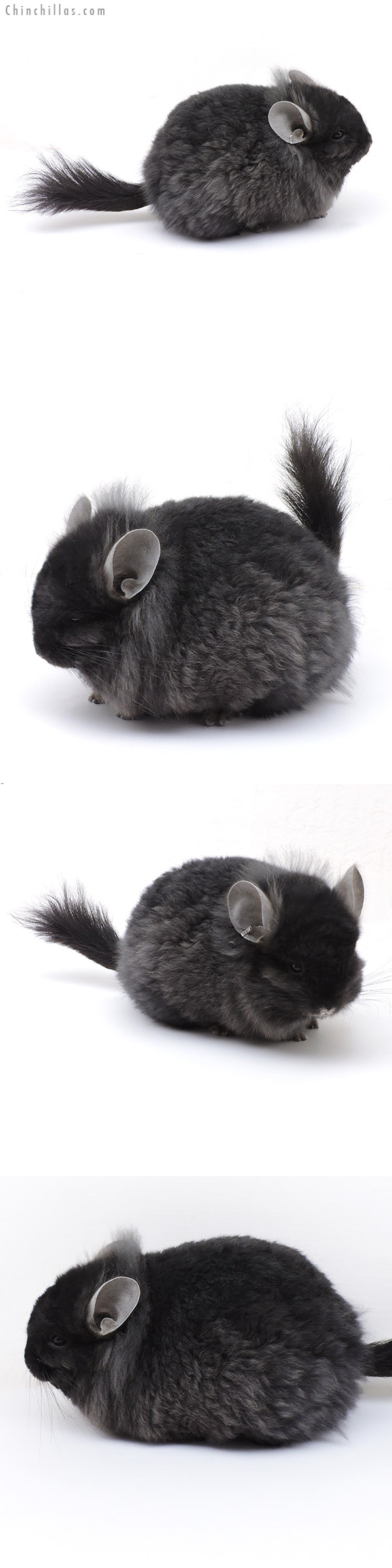 Chinchilla or related item offered for sale or export on Chinchillas.com - 17028 Exceptional Ebony  Royal Imperial Angora Male Chinchilla with Lion Mane