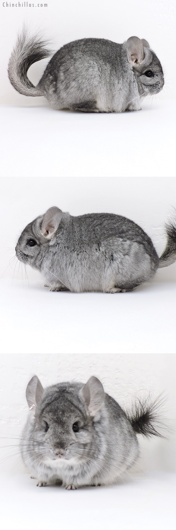 17029 Standard  Royal Persian Angora Male Chinchilla