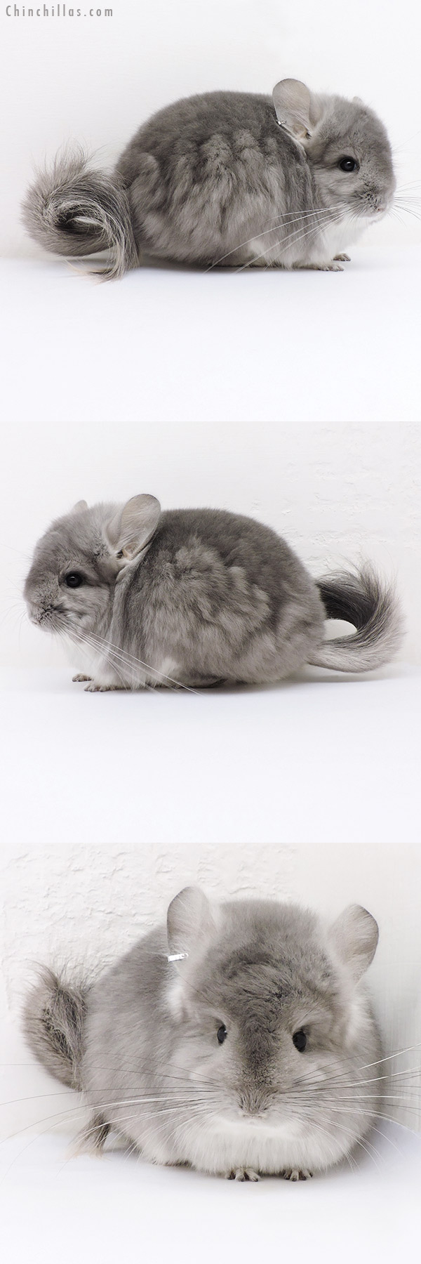 17030 Exceptional Violet  Royal Persian Angora Male Chinchilla