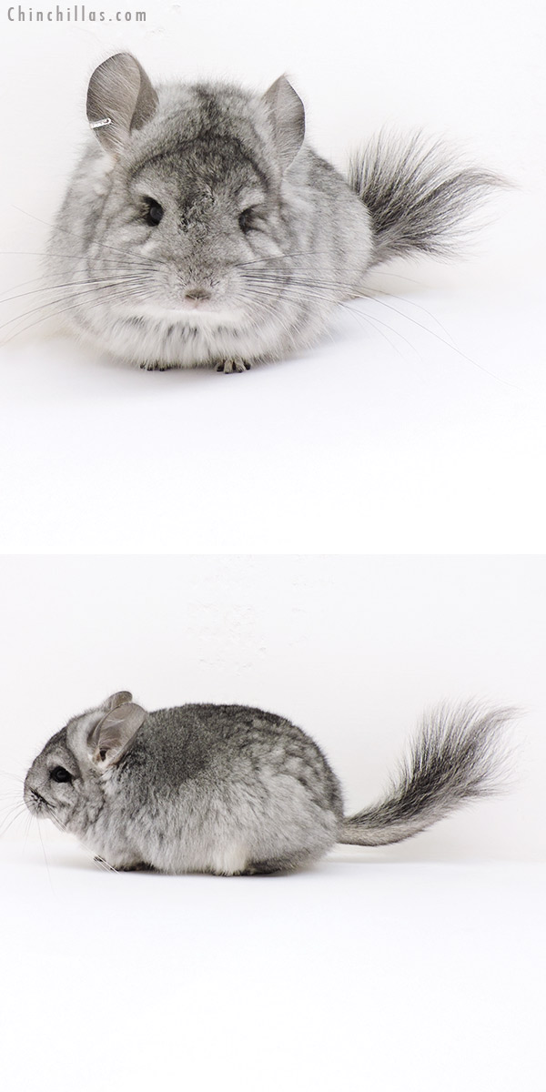 17034 Standard ( Violet Carrier ) Royal Persian Angora Female Chinchilla