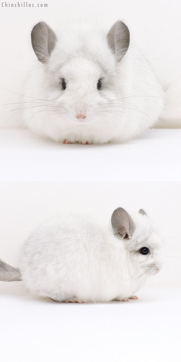 17038 Exceptional White Mosaic  Royal Persian Angora Female Chinchilla