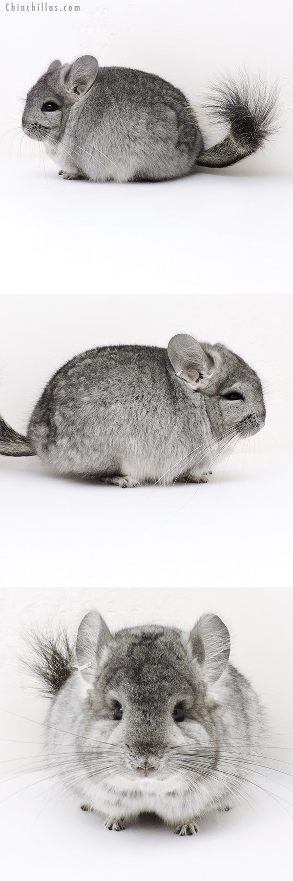 17047 Standard  Royal Persian Angora Male Chinchilla